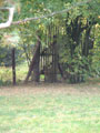 bargfeld06k